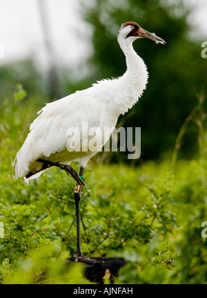 Grue blanche, une espèce en péril à Necedah National Wildlife Refuge. Ces grues à migrer de NWR Chassahowitzka Wildlife Reserve en Floride. Banque D'Images