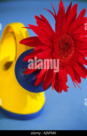 Une fleur rouge vif lumineux dans un petit arrosoir jaune et bleu Banque D'Images