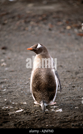 Gentoo pingouin Pygoscelis papua Péninsule Antarctique Banque D'Images