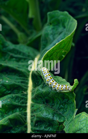 Mullein moth caterpillar mâchonnant sur une feuille recroquevillée Banque D'Images