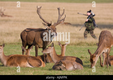 Photographe de la faune avec téléobjectif marche à travers troupeau de cerfs rouges Richmond Park, London England UK Banque D'Images