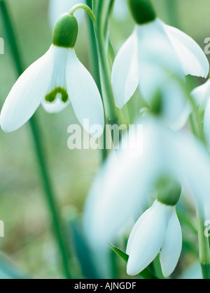 Perce-neige Galanthus nivalis sauvages indigènes close up de fleurs blanches à l'avant-plan de fleur en hiver. Angleterre Royaume-uni Grande-Bretagne Banque D'Images