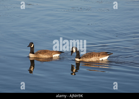 Bernache du Canada Branta canadensis Bernache du Canada ou dans le lac dans la région des lacs Finger de l'État de New York, United States Banque D'Images