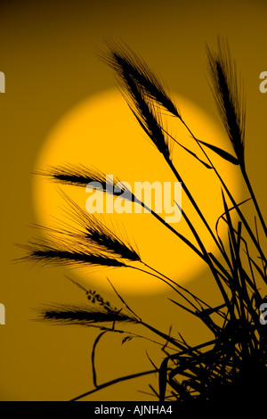 L'herbe d'orge Hordeum murinum mur Banque D'Images