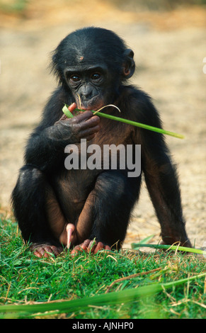 Jeune Bonobo pan paniscus chimpanzé Pygmée Banque D'Images