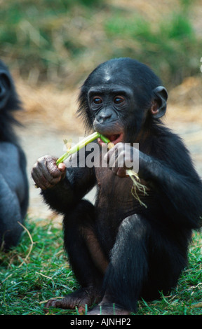 Jeune Bonobo pan paniscus chimpanzé Pygmée Banque D'Images