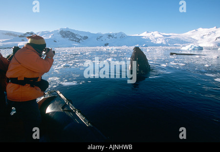 Photographie touristique une paire de baleines à bosse à partir d'un bateau gonflable ou rigide zodiac sur la péninsule Antarctique Banque D'Images