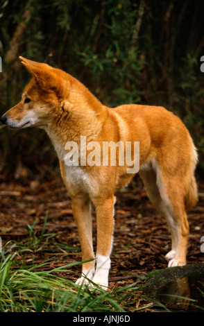 Dingo, Healesville Sanctuary, Melbourne Banque D'Images