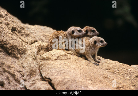 Les suricates, le Zoo de Melbourne Banque D'Images