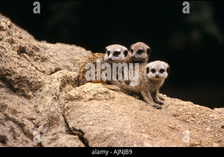 Les suricates, le Zoo de Melbourne Banque D'Images