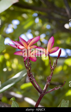 Roses ou rouges Genre Plumeria var fleur de frangipanier à partir de la famille Apocynaceae Banque D'Images