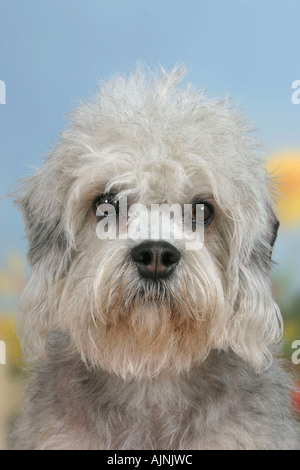 Dandie Dinmont Terrier Banque D'Images