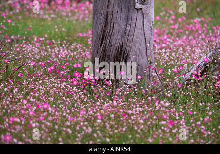 Tapis de fleurs sauvages, de l'Australie Banque D'Images