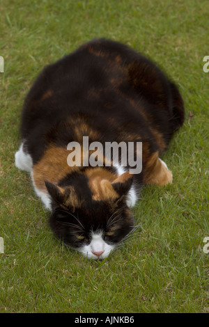 Sommeil de chat sur l'herbe vue d'en haut Banque D'Images