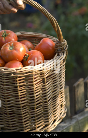 Les tomates DANS LE PANIER AU COURS DE CHASSE D'AUTOMNE DANS LA VALLÉE DE PRAHOVA ROUMANIE CRAIOVA HILLS Banque D'Images