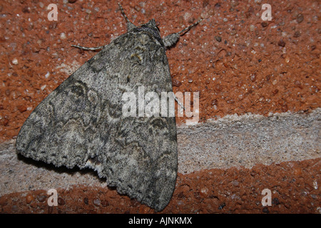 Papillon sur Sycamore Acronicta aceris mur Banque D'Images