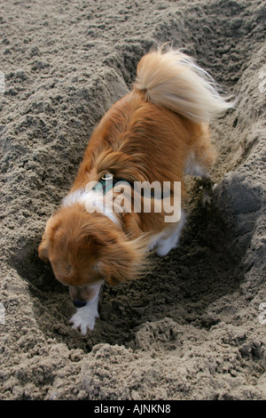 Dog Beach à creuser graebt Mischlingshund grabend gräbt graben am Strand Banque D'Images