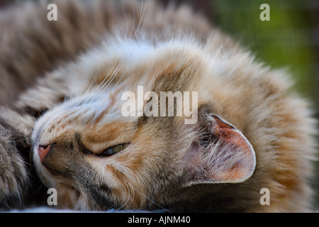 Close up d'un portrait de chat à rayures gingembre endormie Banque D'Images