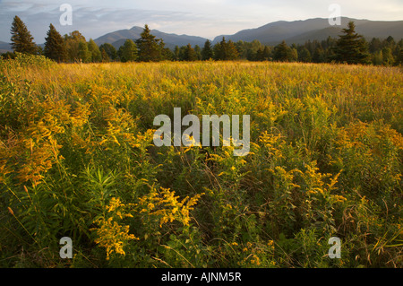 Des pics élevés dans le champ de la tige d'or dans les montagnes de l'Adirondack New York, United States Banque D'Images