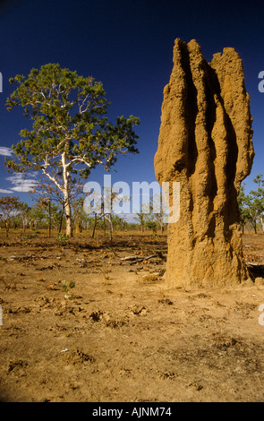 Termitières géantes dans les prairies de savane durant la saison sèche, le Kakadu National Park, l'extrémité supérieure, le Territoire du Nord, Australie Banque D'Images