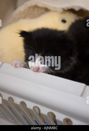 Une semaine 4 chaton noir et blanc abandonné dans un jardin et secourus est pris en charge par le centre de sauvetage de chat colchester Banque D'Images