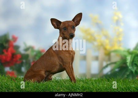 Pinscher Nain Pinscher Zwergpinscher Rehpinscher Zwergrehpinscher Banque D'Images