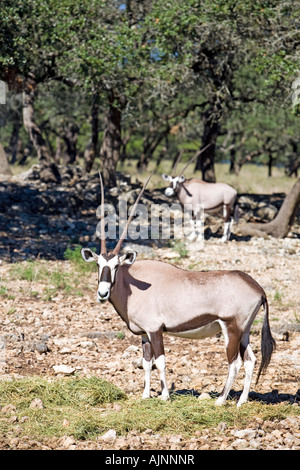 Oryx Gemsbok close en vue vertical. La faune de l'Afrique de l'espèce en voie de disparition. Banque D'Images