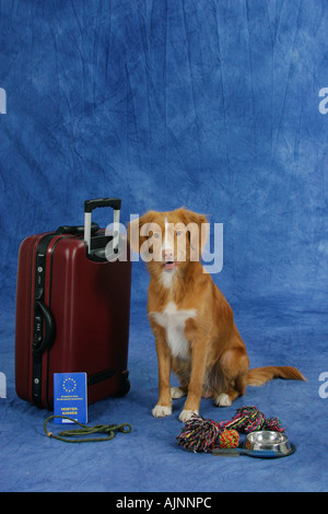 Nova Scotia Duck Tolling Retriever avec valise Duck Toller Banque D'Images