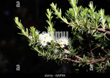 Miel de granit/Tickbush- Myrtle Kunzea ambigua [syn. Kunzea] corifolia Banque D'Images