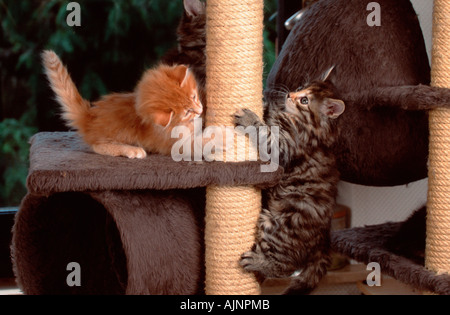 Chatons Chats des Forêts Norvégiennes Banque D'Images