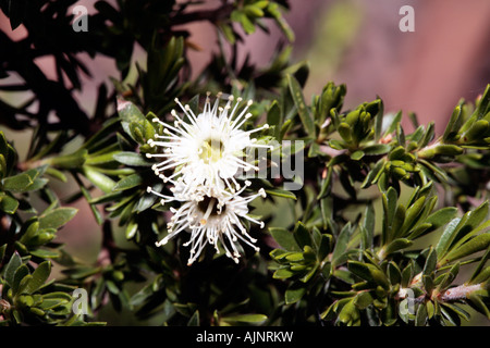 Miel de granit/Tickbush- Myrtle Kunzea ambigua [syn. Kunzea] corifolia Banque D'Images