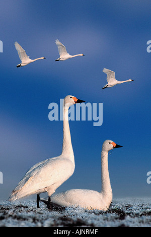 Les cygnes de Bewick Cygnus columbianus bewicki s Banque D'Images