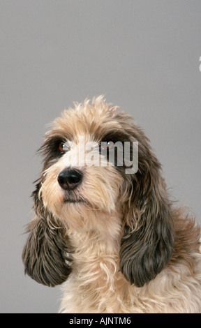 Petit Basset Griffon Star Wars Galaxies Banque D'Images