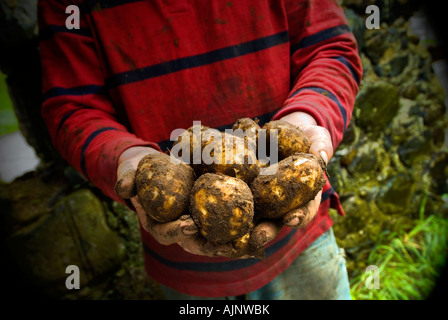 Male hands holding pommes fraîchement creusée Banque D'Images