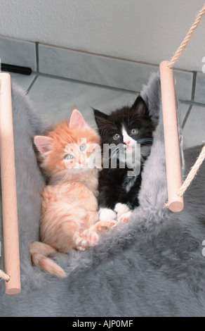 Chatons Chats des Forêts Norvégiennes et gingembre noir et blanc 6 semaines en hamac Banque D'Images