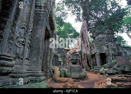 L'éboulement 12ème siècle complexe de Ta Prohm a un monde perdu charme Angkor Cambodge Banque D'Images