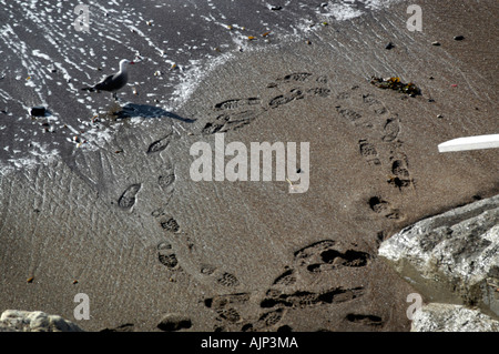 Une mouette semble regarder et méditer sur le sens d'empreintes de pas dans le sable qui circulent dans un cercle Banque D'Images
