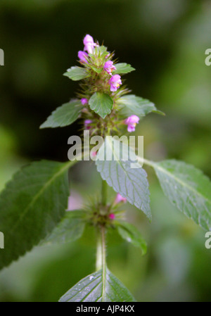 Ortie de chanvre commun, tétrahit de Galeopsis, Lamiaceae, Labiatae Banque D'Images