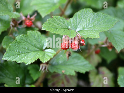 CLOUDBERRY, Rubus chamaemorus, Rosaceae Banque D'Images