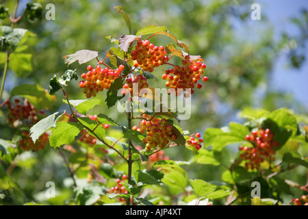 Viburnum opulus Adoxaceae Guelder Rose Banque D'Images