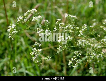 Le gaillet gratteron, couverture, couverture verticale le gaillet gratteron ou blanc, le Galium album Rubiaceae Banque D'Images