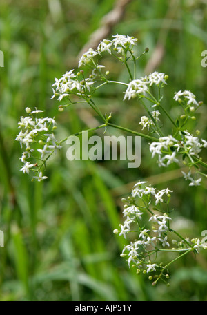 Le gaillet gratteron, couverture, couverture verticale le gaillet gratteron ou blanc, le Galium mollugo album Rubiaceae Banque D'Images