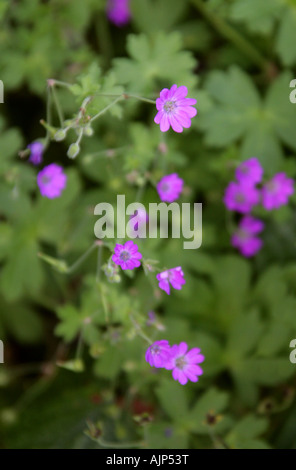 Géranium sanguin Geranium pyrenaicum, bocage, Géraniacées Banque D'Images