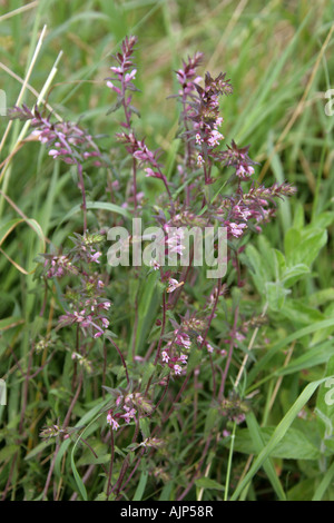 Bartsia rouge, Odontites vernus verna, Figwort, Scrophulariaceae Banque D'Images