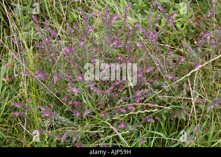 Bartsia rouge, Odontites vernus verna, Figwort, Scrophulariaceae Banque D'Images