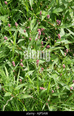 Polygonaceae Persicaria maculosa chevalier arlequin Banque D'Images