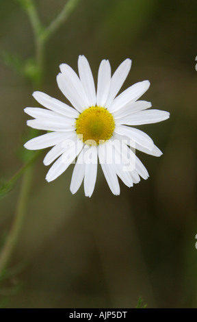 Camomille matricaire inodore Matricaria perforata, ou Tripleurospermum inodorum ou Tripleurospermum perforatum, de la famille des Astéracées. Banque D'Images