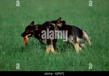 Alsacienne Chiens de berger allemand Banque D'Images