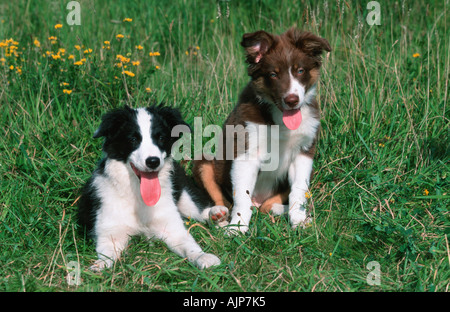 Chiots Border Collie Banque D'Images