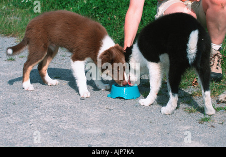 Chiots Border Collies bol de potable Banque D'Images